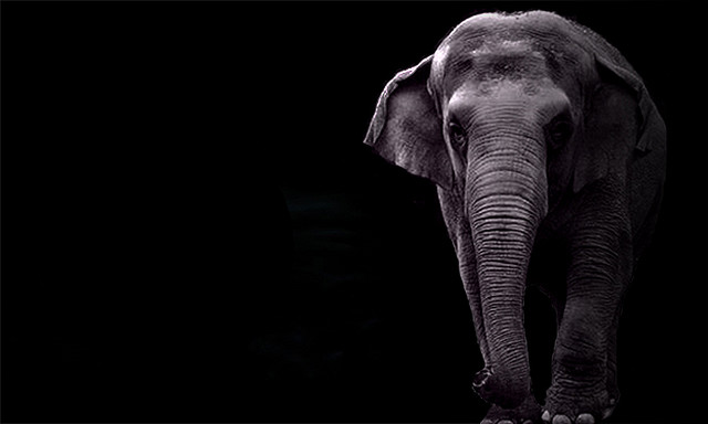 لماذا يمتلك الفيل أذنين كبيرتين ؟ Why do elephants have big ears